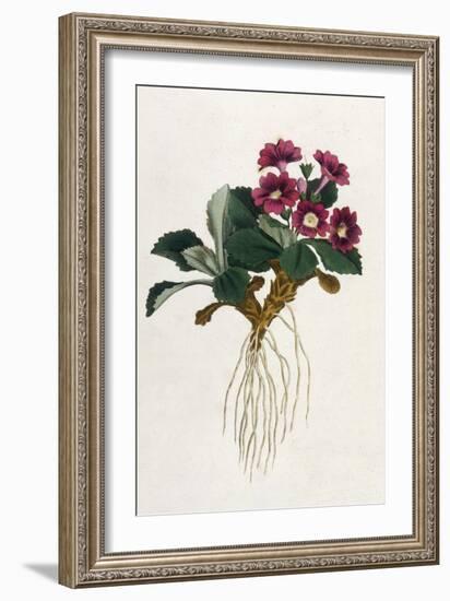 Mountain Primula-William Curtis-Framed Art Print