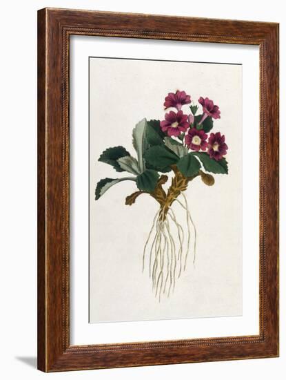 Mountain Primula-William Curtis-Framed Art Print