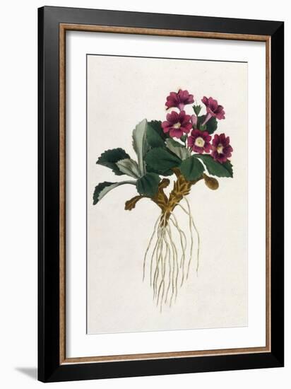 Mountain Primula-William Curtis-Framed Art Print