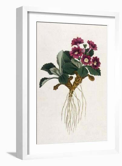 Mountain Primula-William Curtis-Framed Art Print