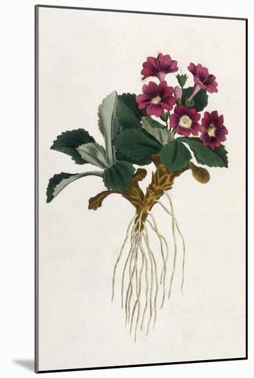 Mountain Primula-William Curtis-Mounted Art Print