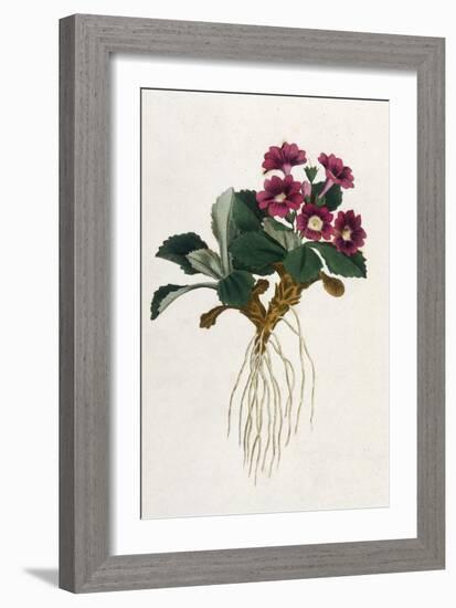 Mountain Primula-William Curtis-Framed Premium Giclee Print