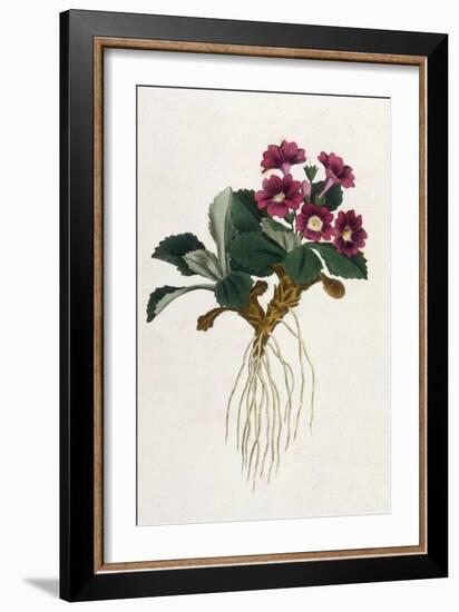 Mountain Primula-William Curtis-Framed Premium Giclee Print