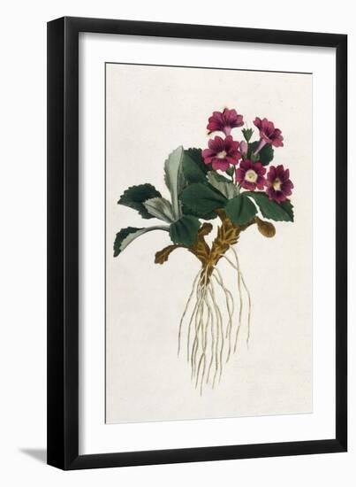 Mountain Primula-William Curtis-Framed Premium Giclee Print