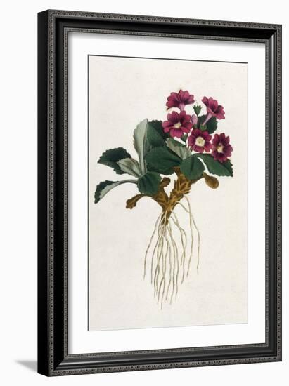 Mountain Primula-William Curtis-Framed Premium Giclee Print