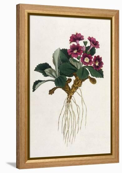 Mountain Primula-William Curtis-Framed Stretched Canvas