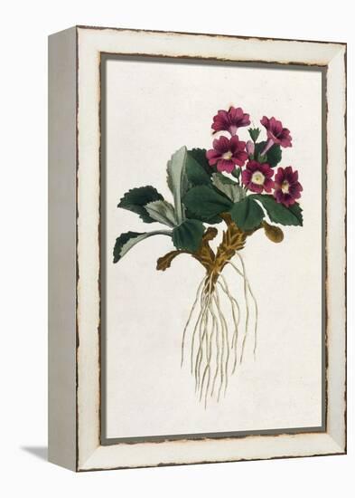 Mountain Primula-William Curtis-Framed Stretched Canvas