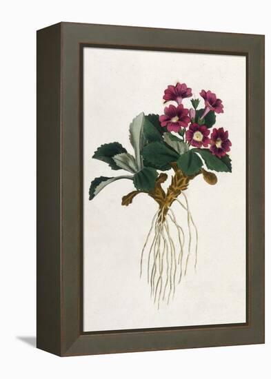 Mountain Primula-William Curtis-Framed Stretched Canvas