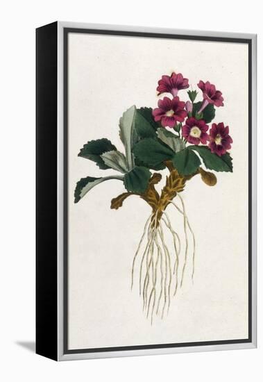 Mountain Primula-William Curtis-Framed Stretched Canvas