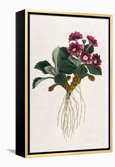 Mountain Primula-William Curtis-Framed Stretched Canvas