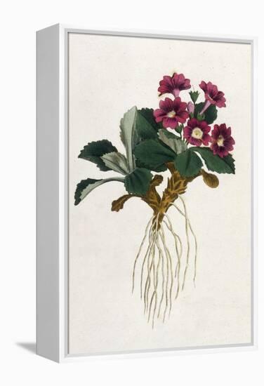 Mountain Primula-William Curtis-Framed Stretched Canvas