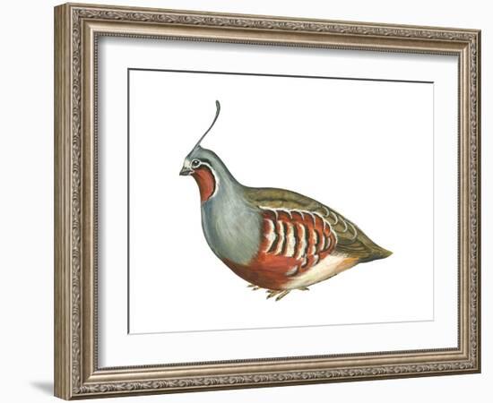 Mountain Quail (Oreortyx Pictus), Birds-Encyclopaedia Britannica-Framed Art Print