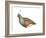 Mountain Quail (Oreortyx Pictus), Birds-Encyclopaedia Britannica-Framed Art Print