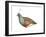 Mountain Quail (Oreortyx Pictus), Birds-Encyclopaedia Britannica-Framed Art Print