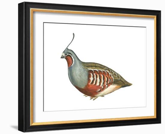 Mountain Quail (Oreortyx Pictus), Birds-Encyclopaedia Britannica-Framed Art Print