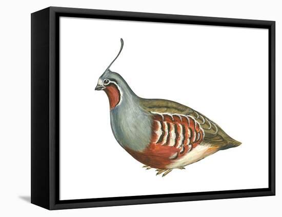 Mountain Quail (Oreortyx Pictus), Birds-Encyclopaedia Britannica-Framed Stretched Canvas