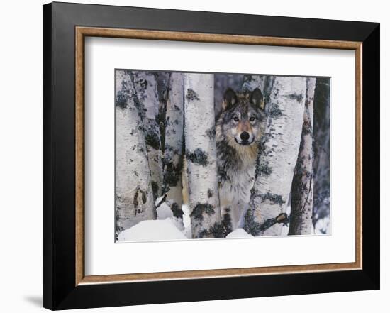 Mountain Ranger-Art Wolfe-Framed Giclee Print