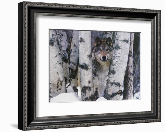 Mountain Ranger-Art Wolfe-Framed Giclee Print