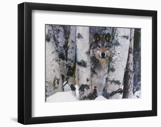 Mountain Ranger-Art Wolfe-Framed Giclee Print