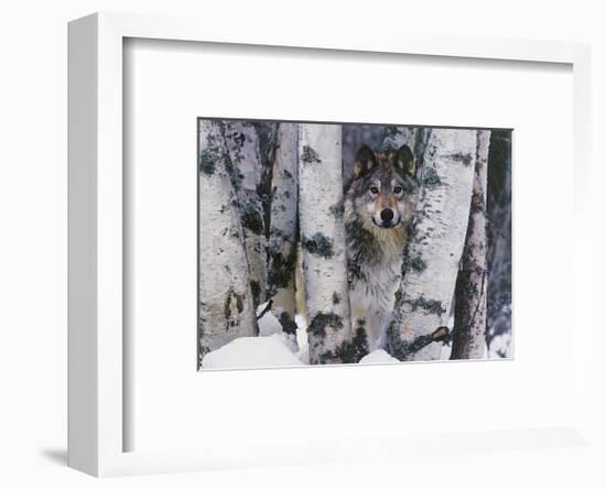 Mountain Ranger-Art Wolfe-Framed Giclee Print