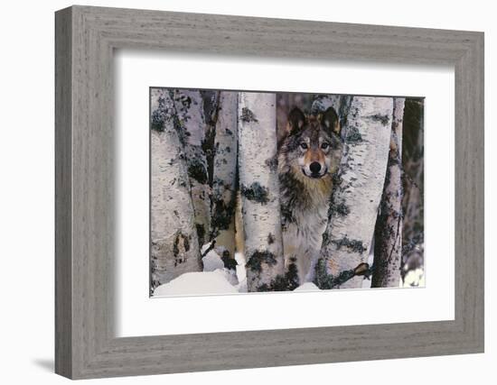 Mountain Ranger-Art Wolfe-Framed Art Print