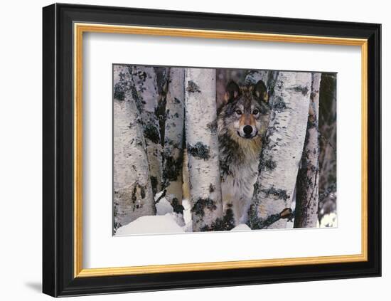 Mountain Ranger-Art Wolfe-Framed Art Print