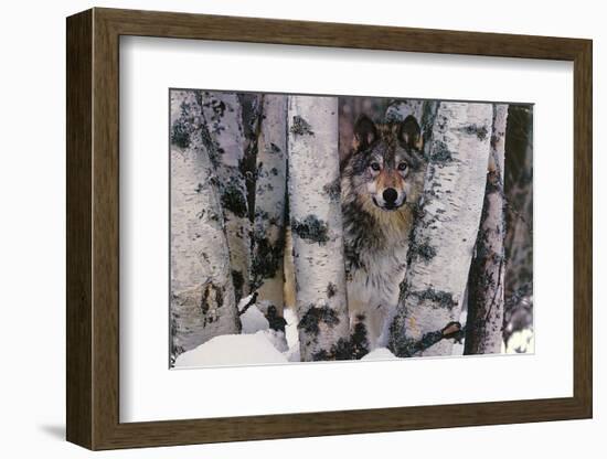 Mountain Ranger-Art Wolfe-Framed Art Print