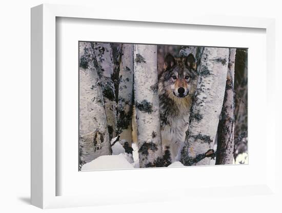 Mountain Ranger-Art Wolfe-Framed Art Print