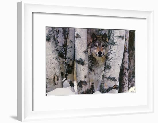 Mountain Ranger-Art Wolfe-Framed Art Print