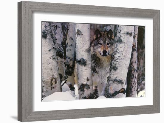 Mountain Ranger-Art Wolfe-Framed Art Print