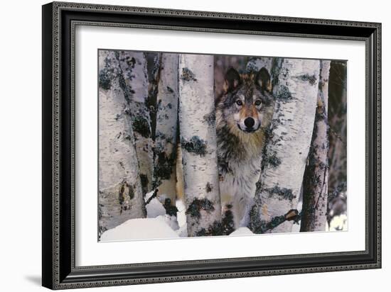 Mountain Ranger-Art Wolfe-Framed Art Print