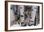Mountain Ranger-Art Wolfe-Framed Art Print