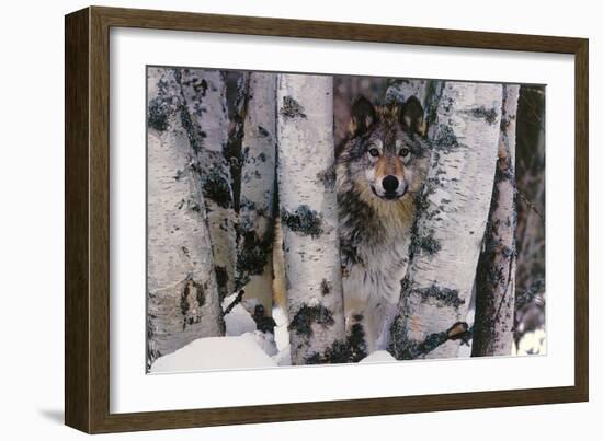 Mountain Ranger-Art Wolfe-Framed Art Print