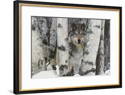 Mountain Ranger Stretched Canvas Print by Art Wolfe | Art.com