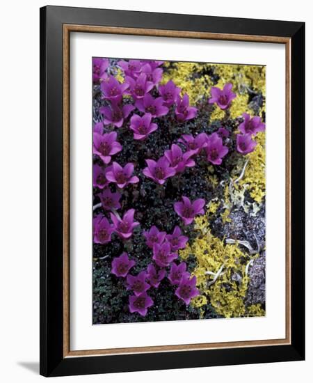 Mountain Saxifrage and Lichen, Kongakut River Valley, Arctic National Wildlife Refuge, Alaska, USA-Hugh Rose-Framed Photographic Print