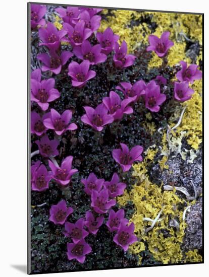 Mountain Saxifrage and Lichen, Kongakut River Valley, Arctic National Wildlife Refuge, Alaska, USA-Hugh Rose-Mounted Photographic Print