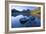 Mountain Scenery Dove Lake in Front of Massive-null-Framed Photographic Print