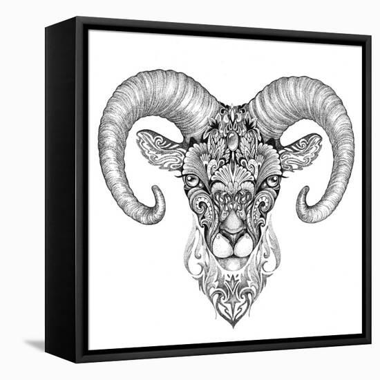 Mountain Sheep, Argali, Black and White Ink Drawing-Vensk-Framed Stretched Canvas