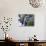 Mountain Stream and Wildflowers, Ouray, San Juan Mountains, Rocky Mountains, Colorado, USA-Rolf Nussbaumer-Photographic Print displayed on a wall