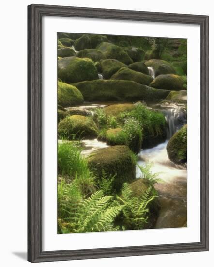 Mountain Stream Cascades over Rocks Covered with Mosses, Ferns and Flowers in Scotland, UK-null-Framed Photographic Print