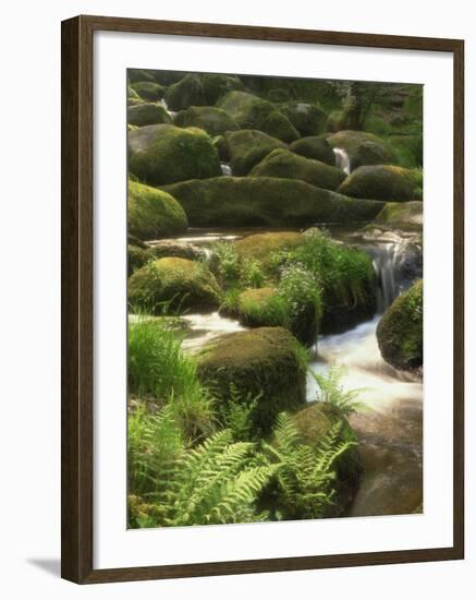 Mountain Stream Cascades over Rocks Covered with Mosses, Ferns and Flowers in Scotland, UK-null-Framed Photographic Print