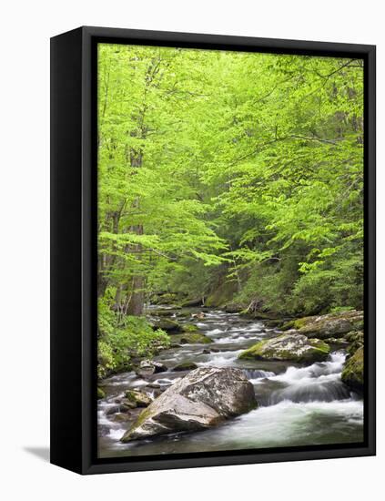 Mountain Stream, Great Smoky Mountains National Park, North Carolina, Usa-Adam Jones-Framed Premier Image Canvas