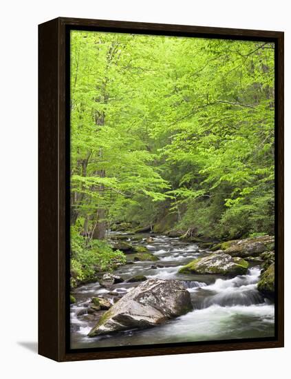 Mountain Stream, Great Smoky Mountains National Park, North Carolina, Usa-Adam Jones-Framed Premier Image Canvas