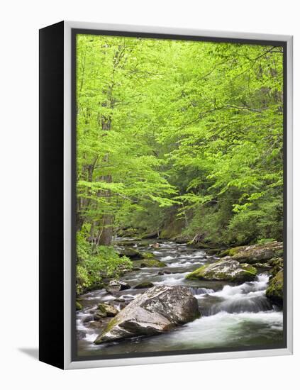 Mountain Stream, Great Smoky Mountains National Park, North Carolina, Usa-Adam Jones-Framed Premier Image Canvas