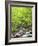 Mountain Stream, Great Smoky Mountains National Park, North Carolina, Usa-Adam Jones-Framed Photographic Print