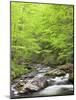 Mountain Stream, Great Smoky Mountains National Park, North Carolina, Usa-Adam Jones-Mounted Photographic Print