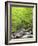 Mountain Stream, Great Smoky Mountains National Park, North Carolina, Usa-Adam Jones-Framed Photographic Print