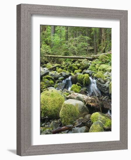 Mountain Stream in Old Growth Forest at Sol Duc, Olympic National Park, Washington, USA-Rob Tilley-Framed Photographic Print