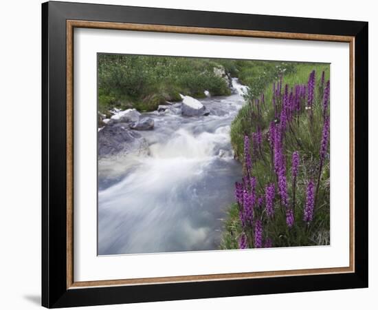 Mountain Stream, Ouray, San Juan Mountains, Rocky Mountains, Colorado, USA-Rolf Nussbaumer-Framed Photographic Print