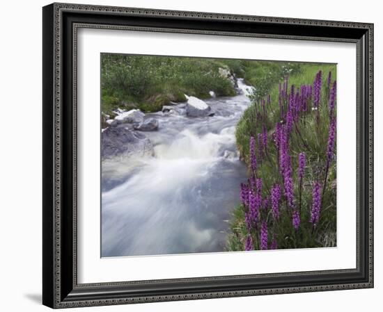 Mountain Stream, Ouray, San Juan Mountains, Rocky Mountains, Colorado, USA-Rolf Nussbaumer-Framed Photographic Print